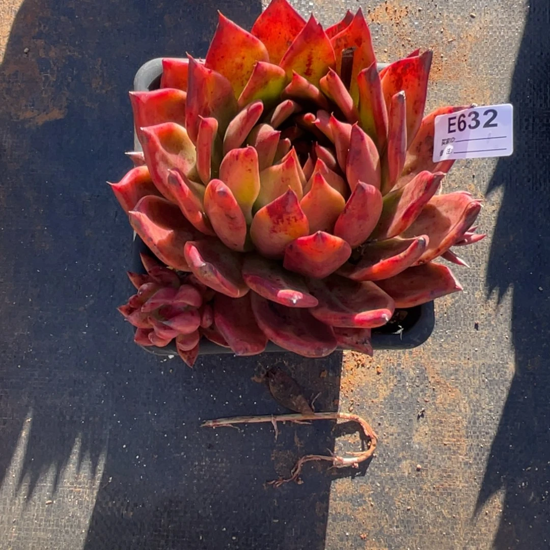 无花朵若茹东云单拍E632