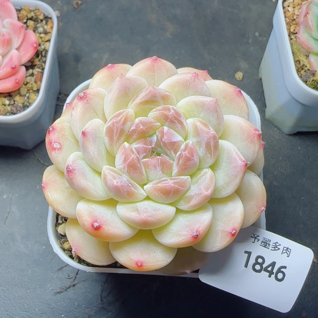 黄冰魄，1846多肉植物