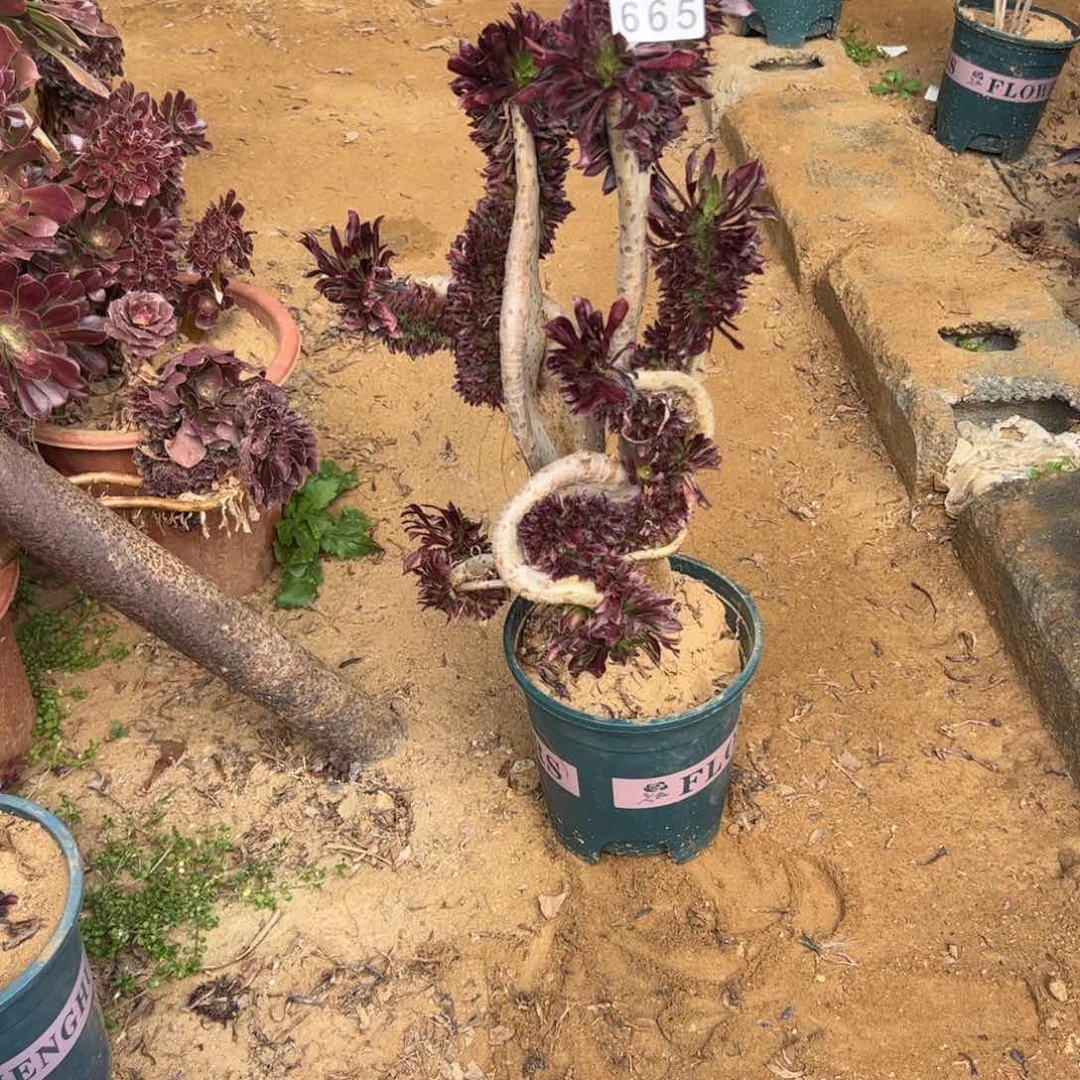 有伤黑缀665高40