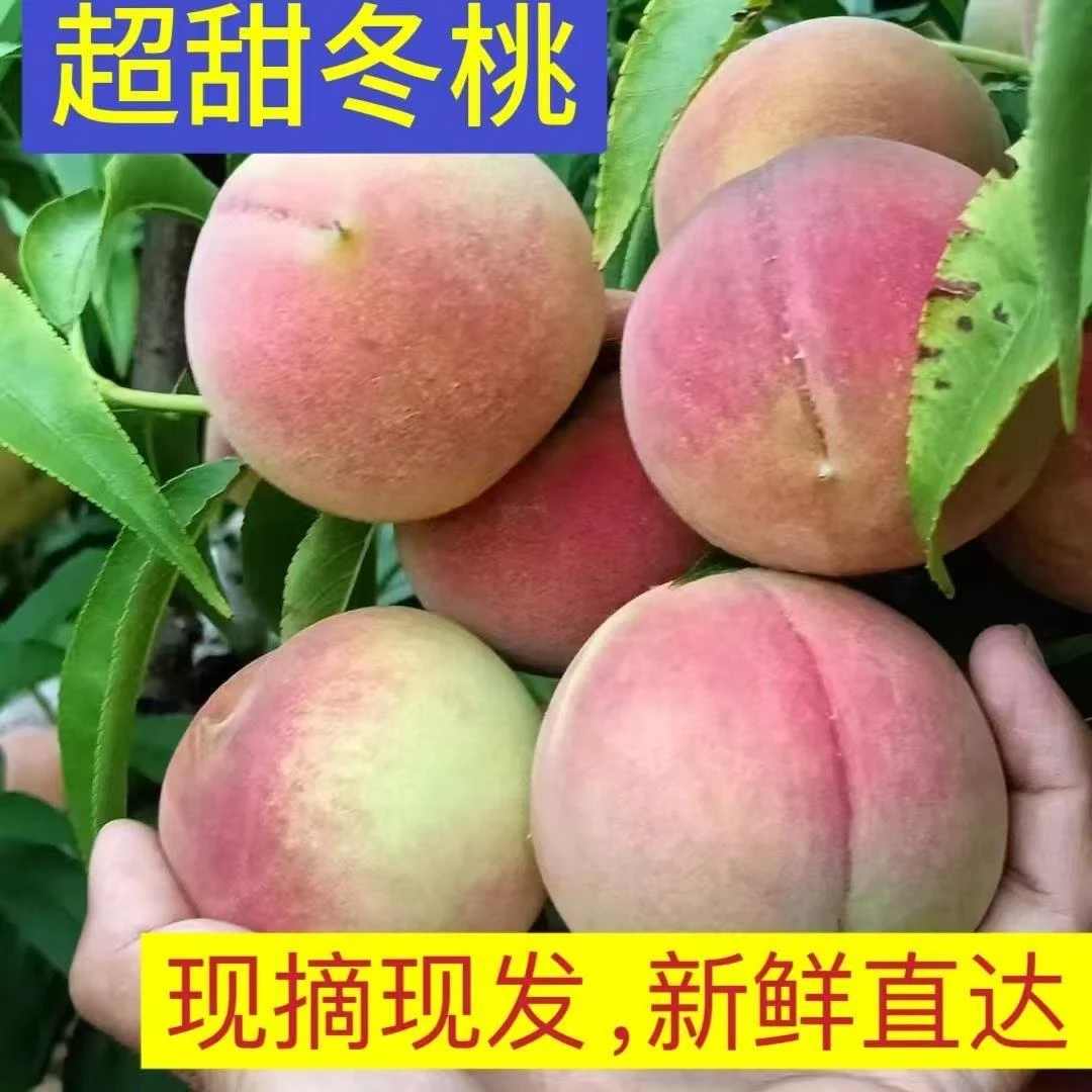 正宗青州蜜桃冬桃脆甜鲜果映霜红金秋红蜜小蜜桃当季新鲜水果红