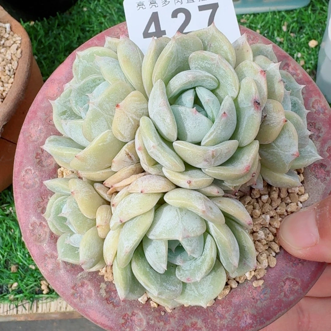 劳林群生            精美多肉植物