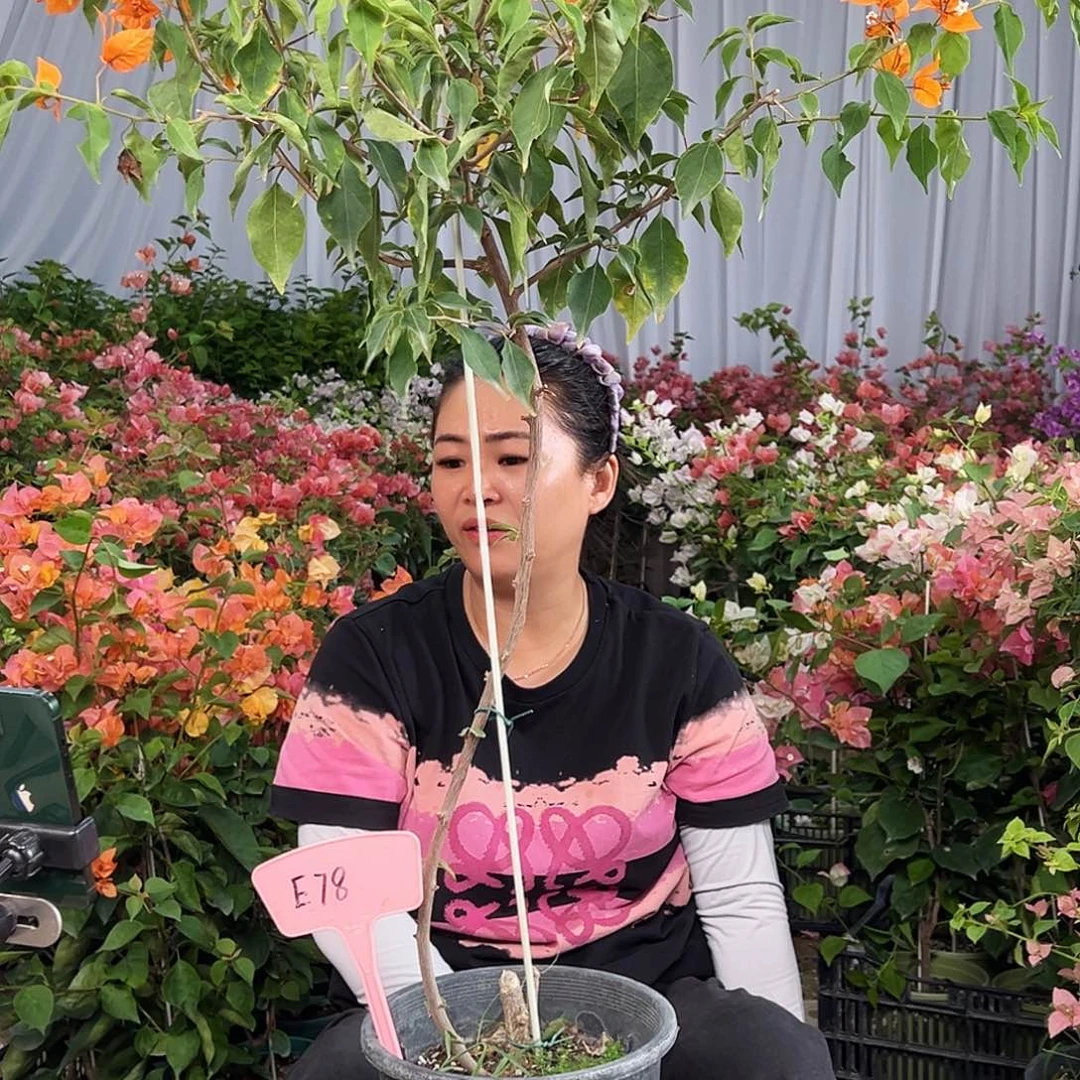 一***顺大部分花苞少量开放E78橙桑巴