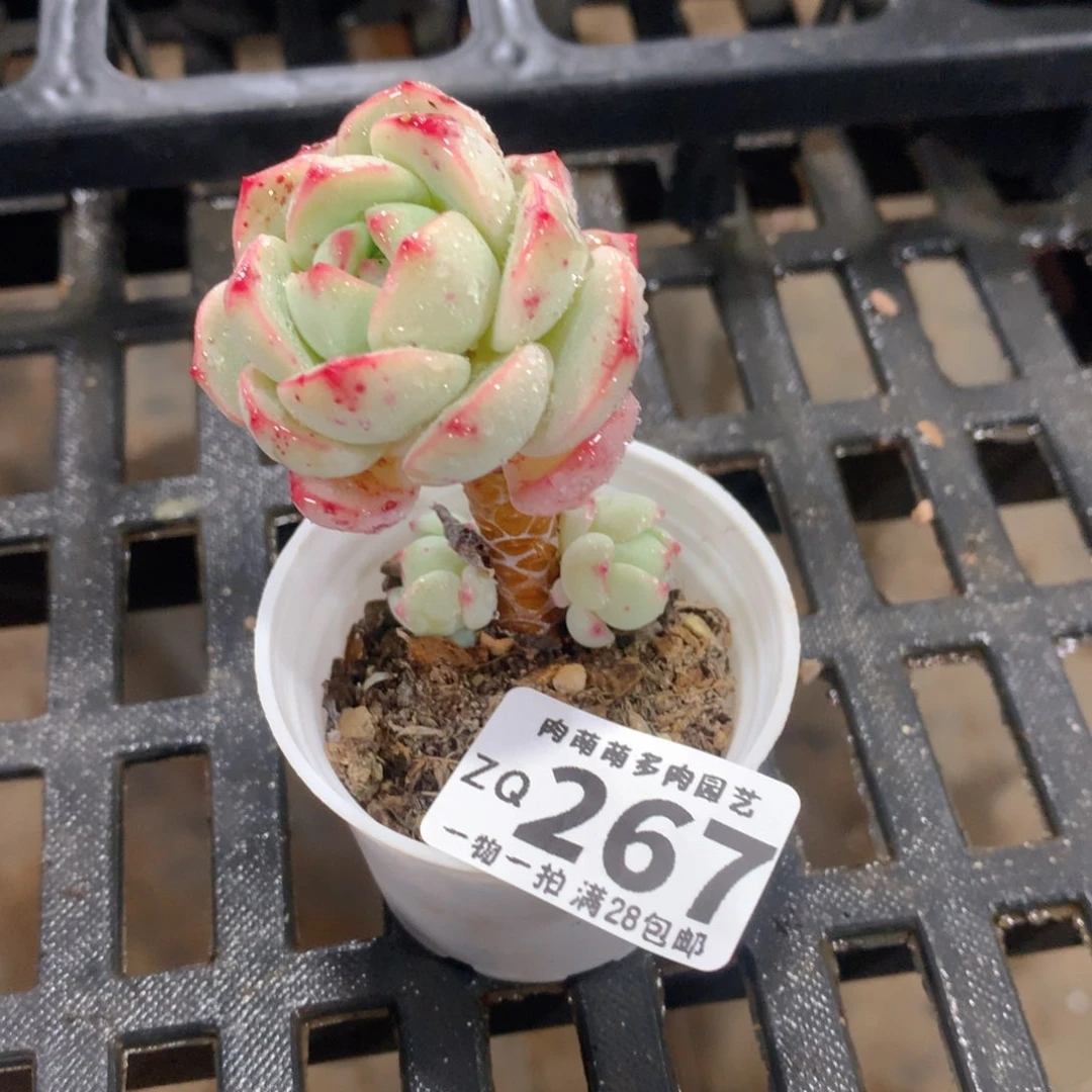 肉萌萌拇指盆精控多肉ZQ267