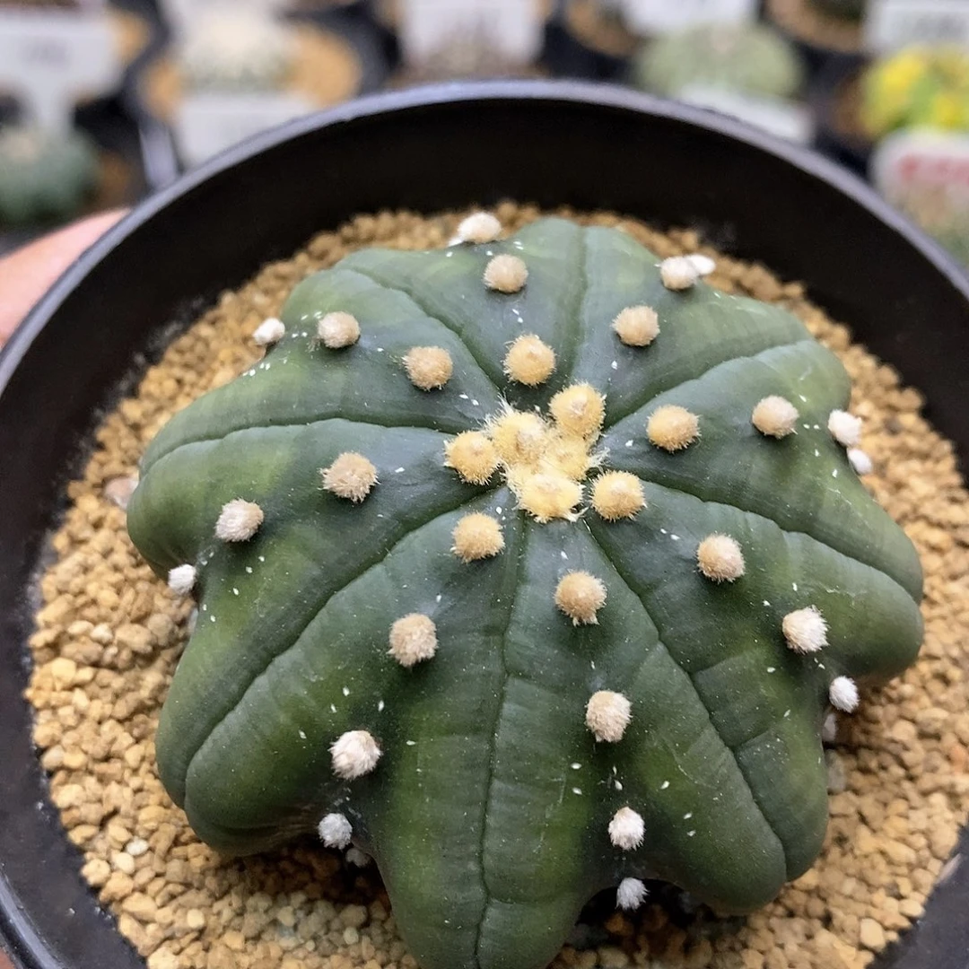 福利来啦啊哈呀哟啊