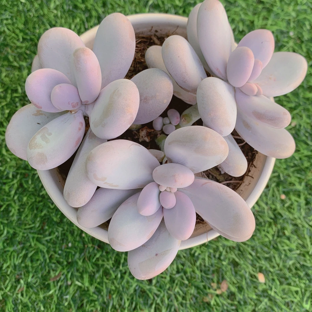 大叶奶群生精品多肉植物盆栽阳台花卉好养一单包邮