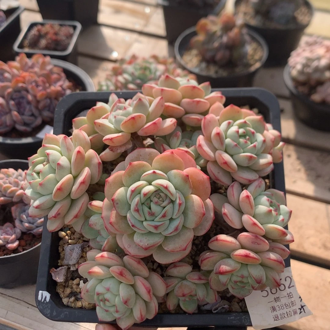 15厘米11头香草 捧花 5662
