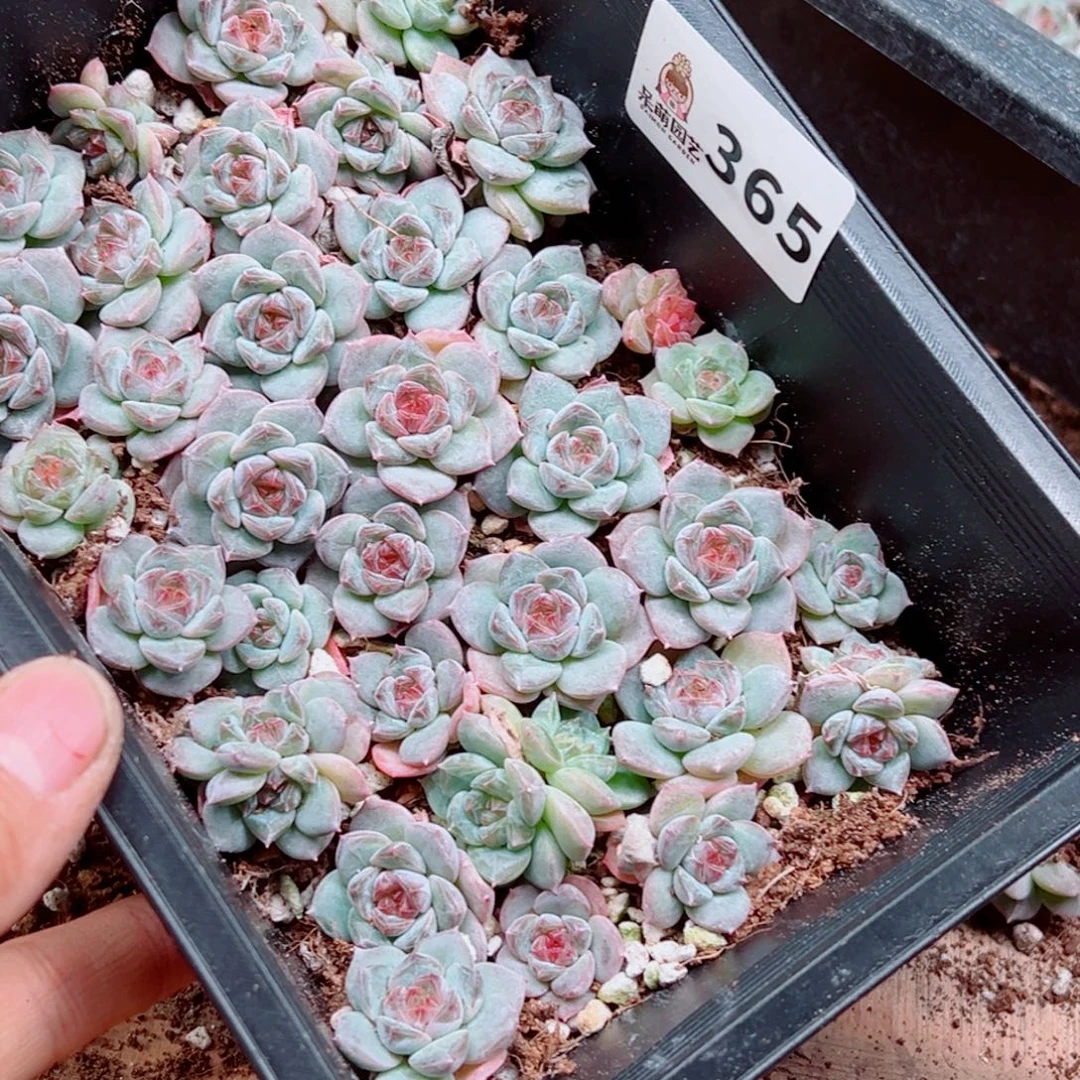 泡***x多肉植物多肉植物