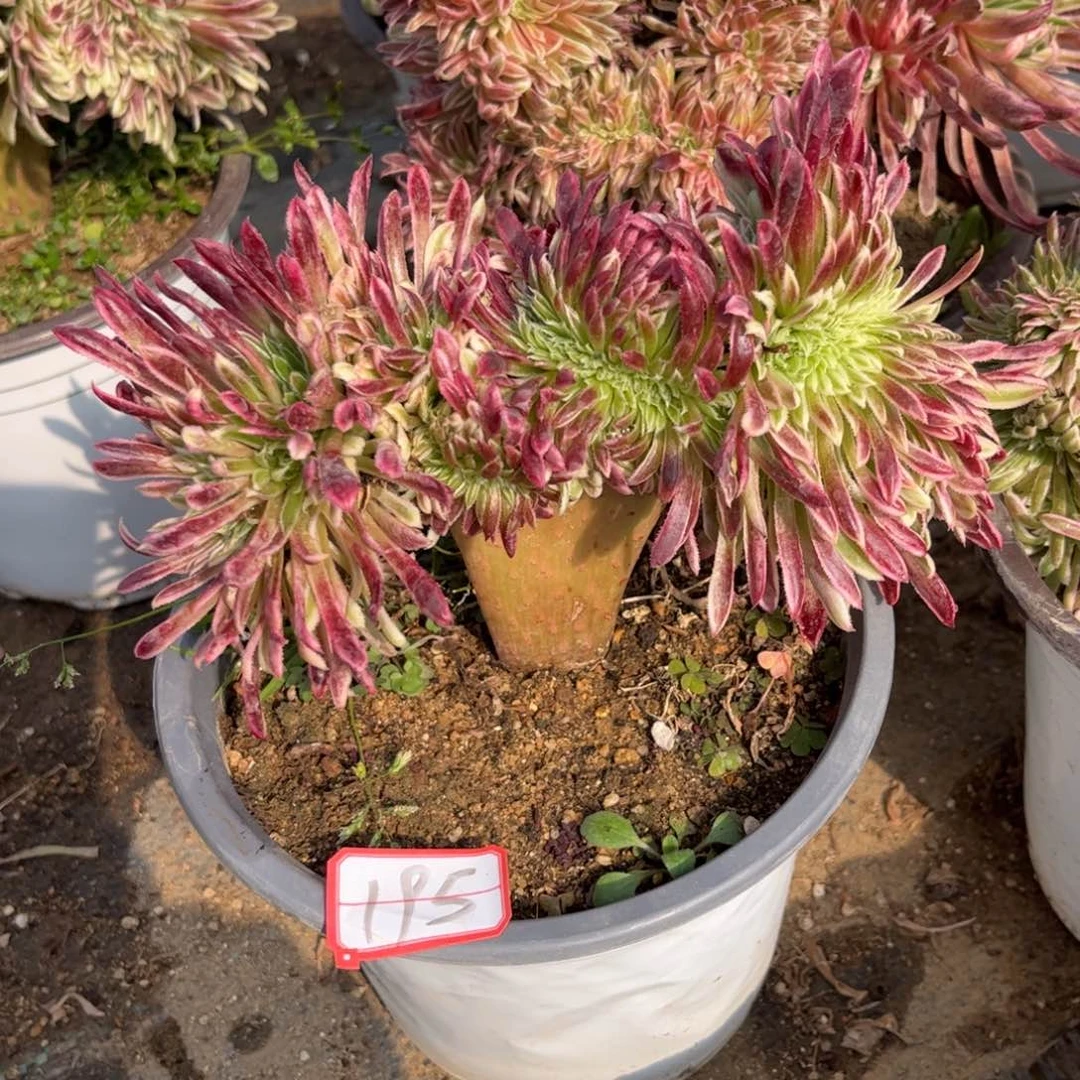 195多肉植物金丝菊缀化