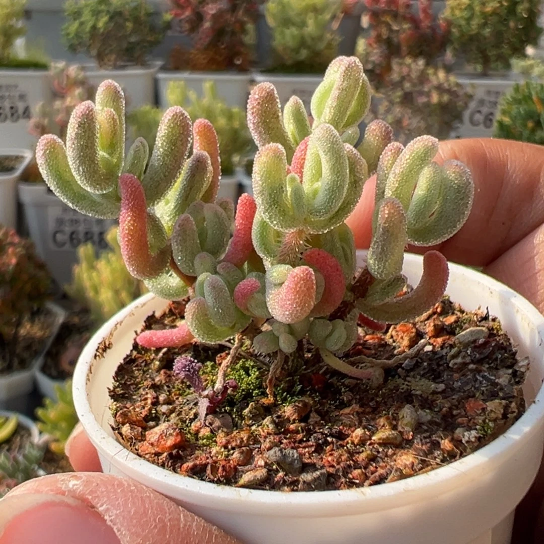 3-490橙叶白锦五圆盆枝干番杏