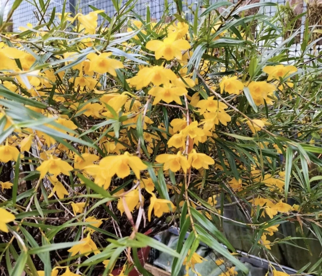 云南高山竹叶石斛开花特香花期超2个月的观赏盆栽