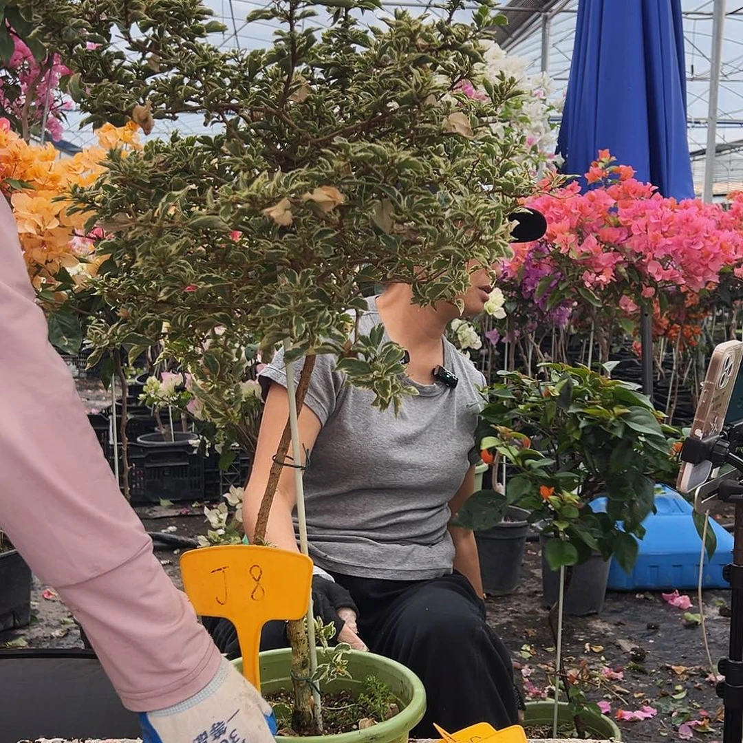 金***子大部分花苞少量开放J8三角梅