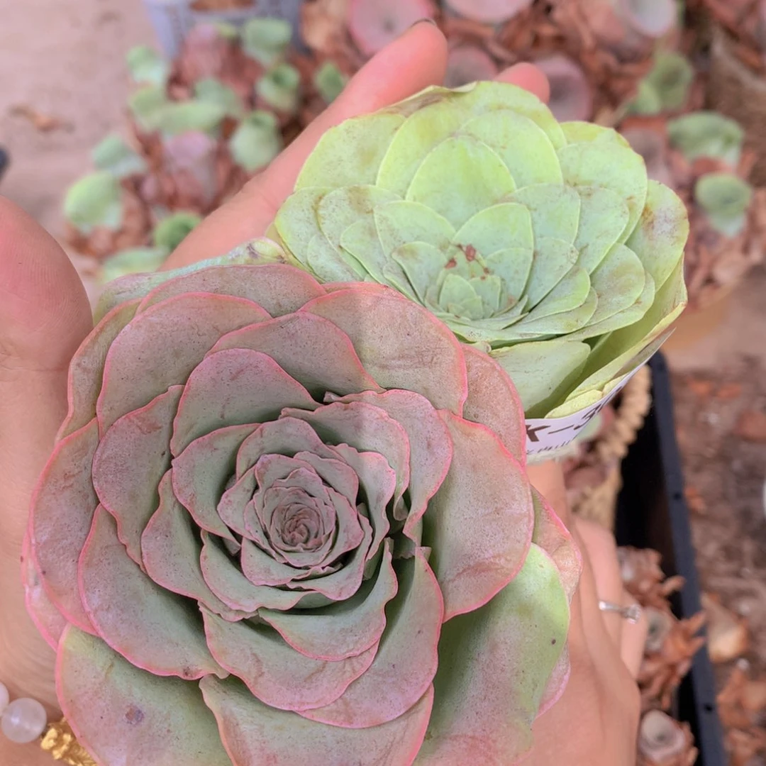 3033福利大单头g b b b b b