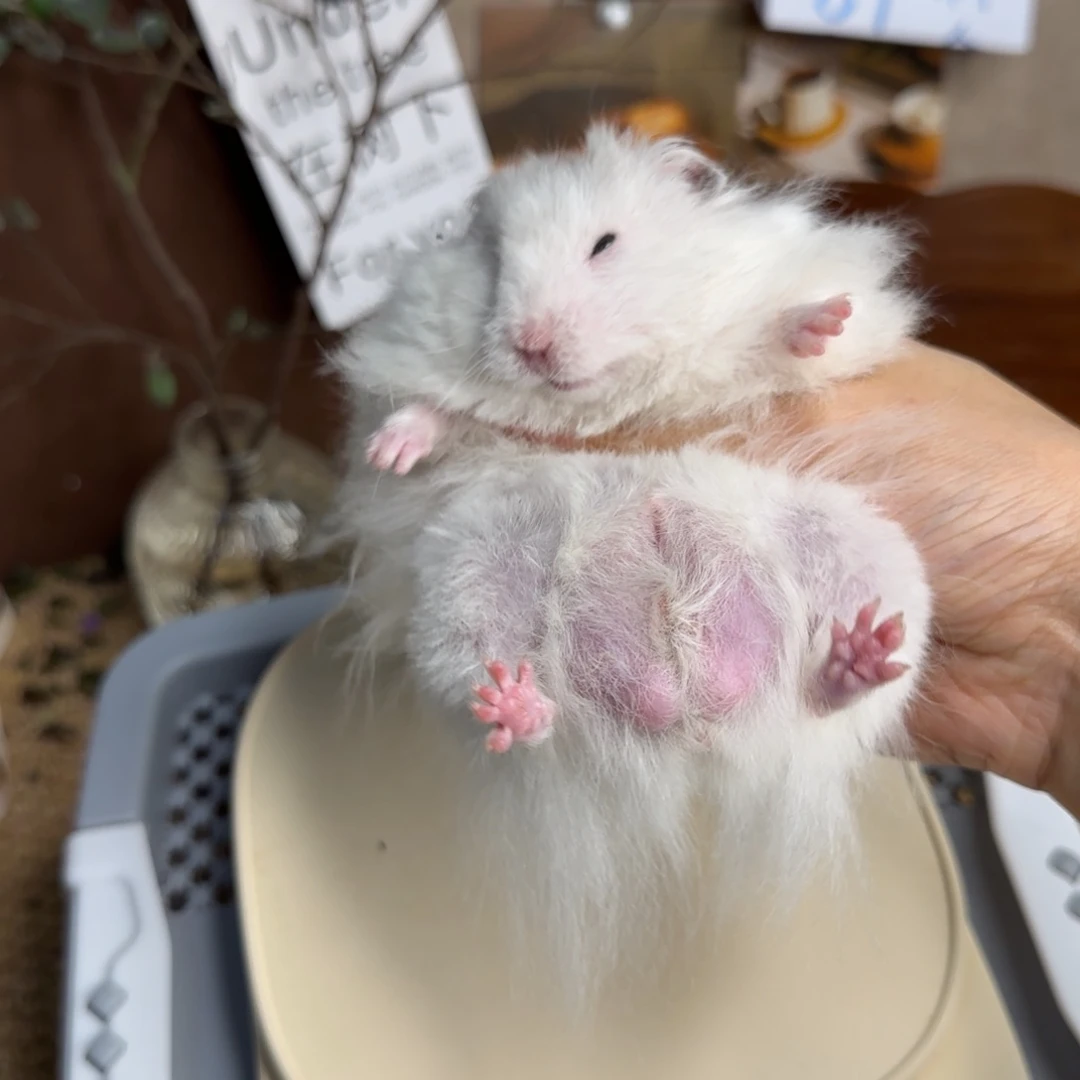 黑波弟弟173g4.16