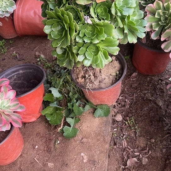 无花朵羊绒552好不包断枝