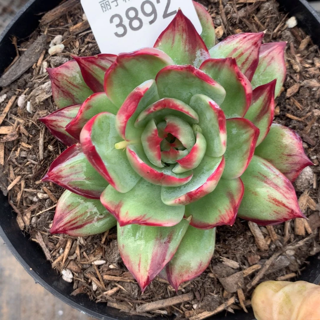 3892一物一拍11厘米外翻