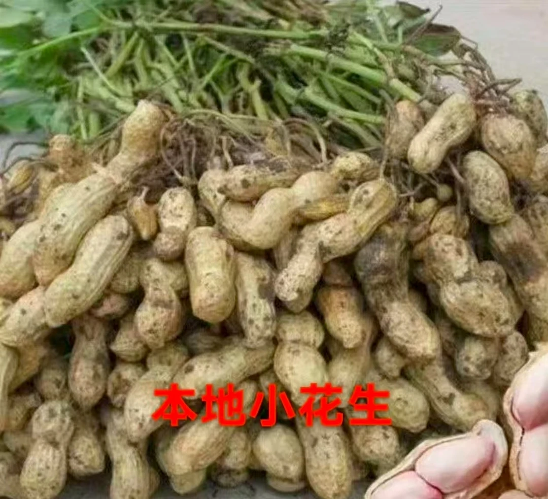 新鲜现挖带壳带泥湿花生颗粒饱满可水煮生吃