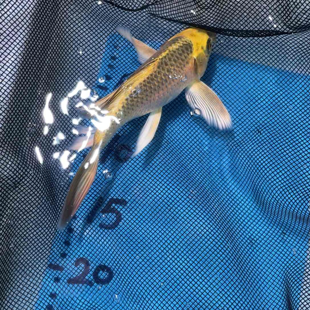 锦鲤锦鲤锦鲤包邮蝴蝶里