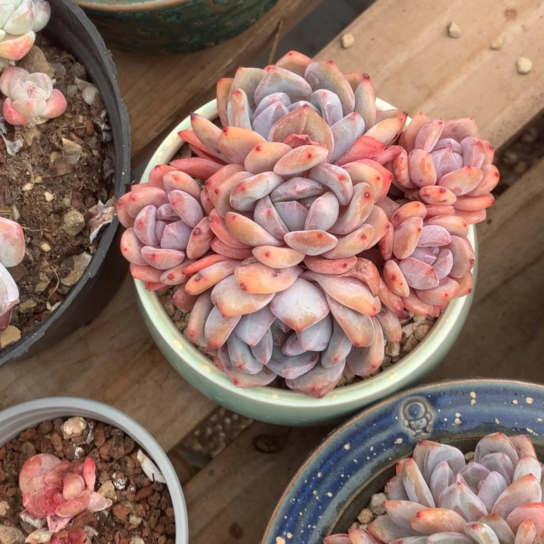 无花朵哈哈哈哈哈哈哈哈52