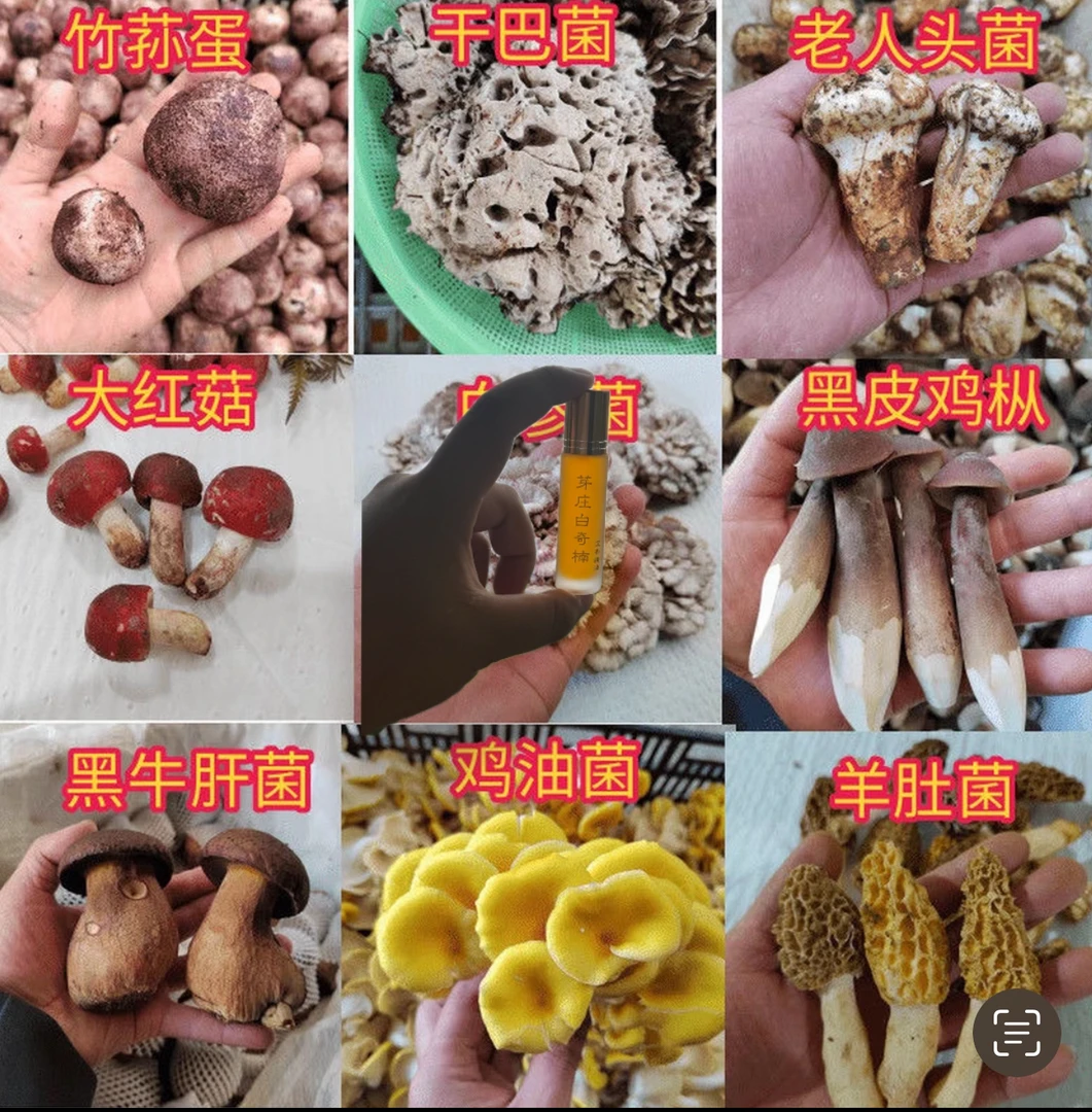 【中越边境特产】“白 奇·香”—————初级农产品羊肚菌