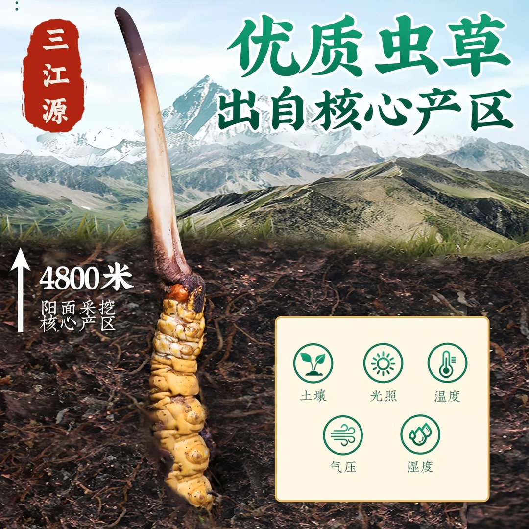 新鲜冬虫夏草【2025新鲜头茬】4500米原生态生长｜每日采挖现发