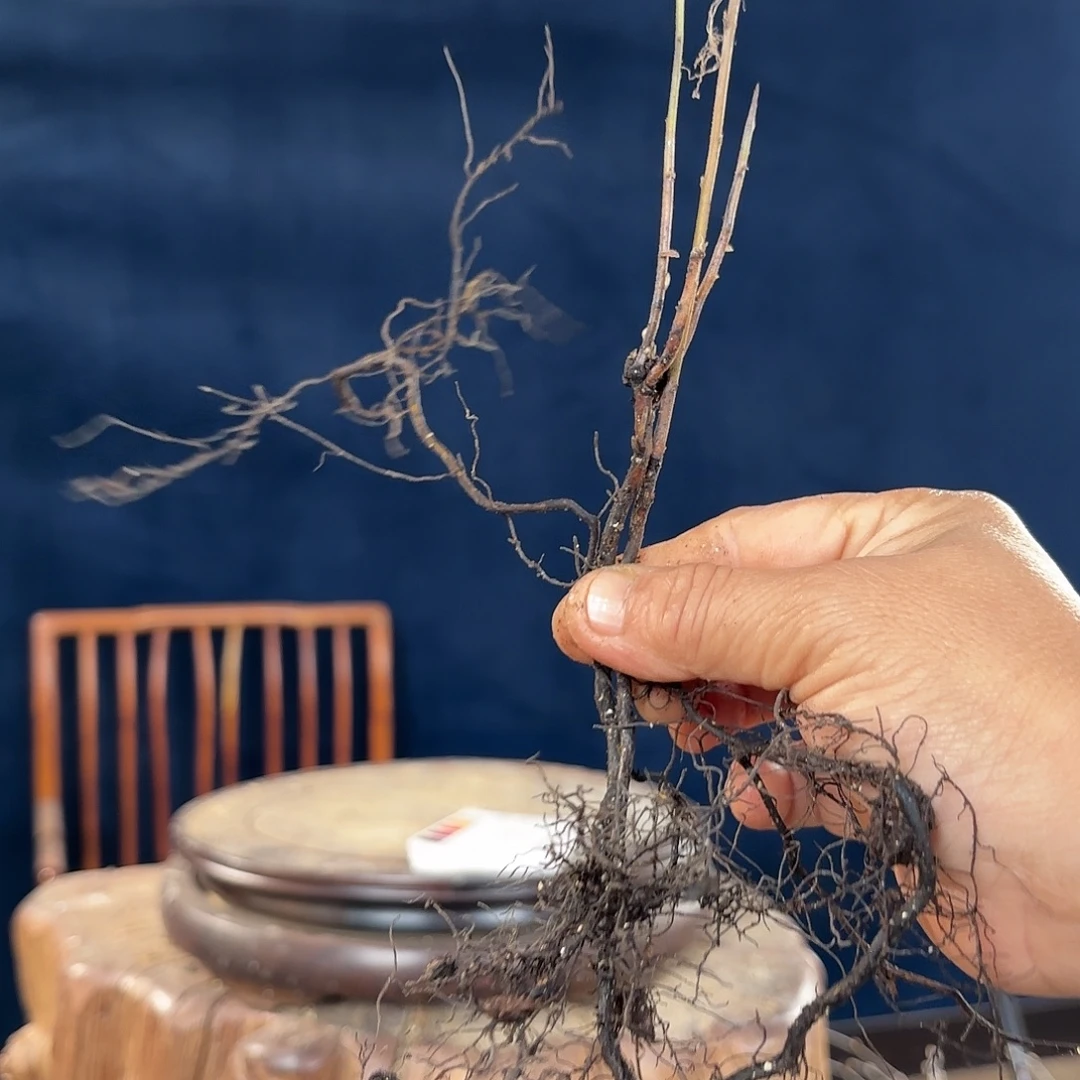 金***迷哈哈哈哈哈哈大风车