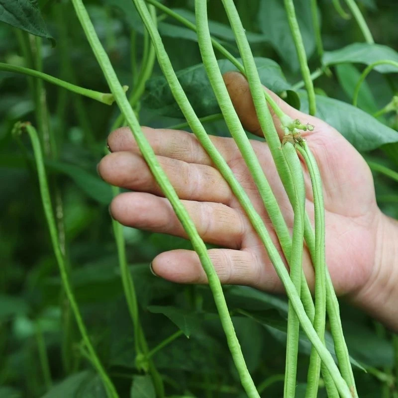 胶河源青豇豆细豇豆泡菜原料新鲜现摘农家自种时令蔬菜长豆角子