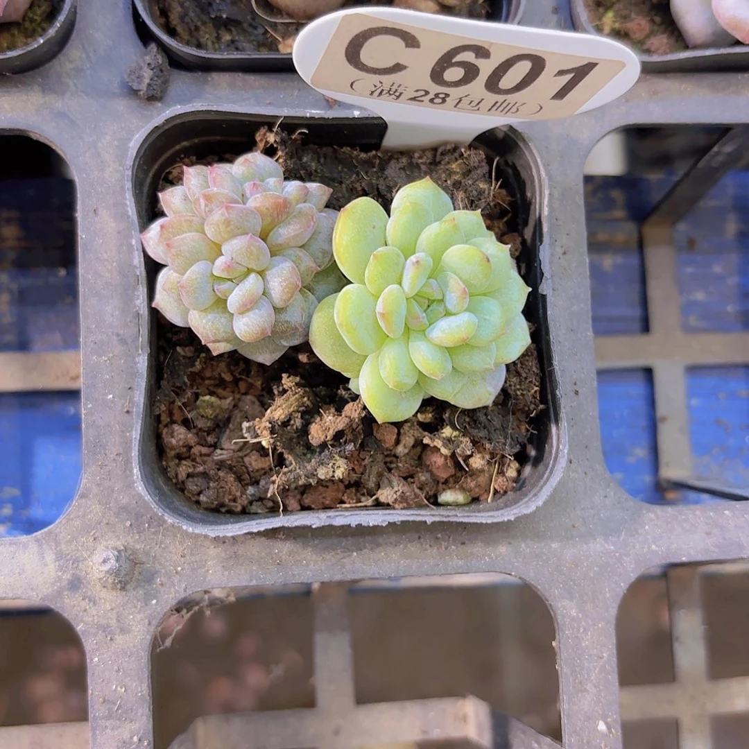 C601星星橙石化一物一拍