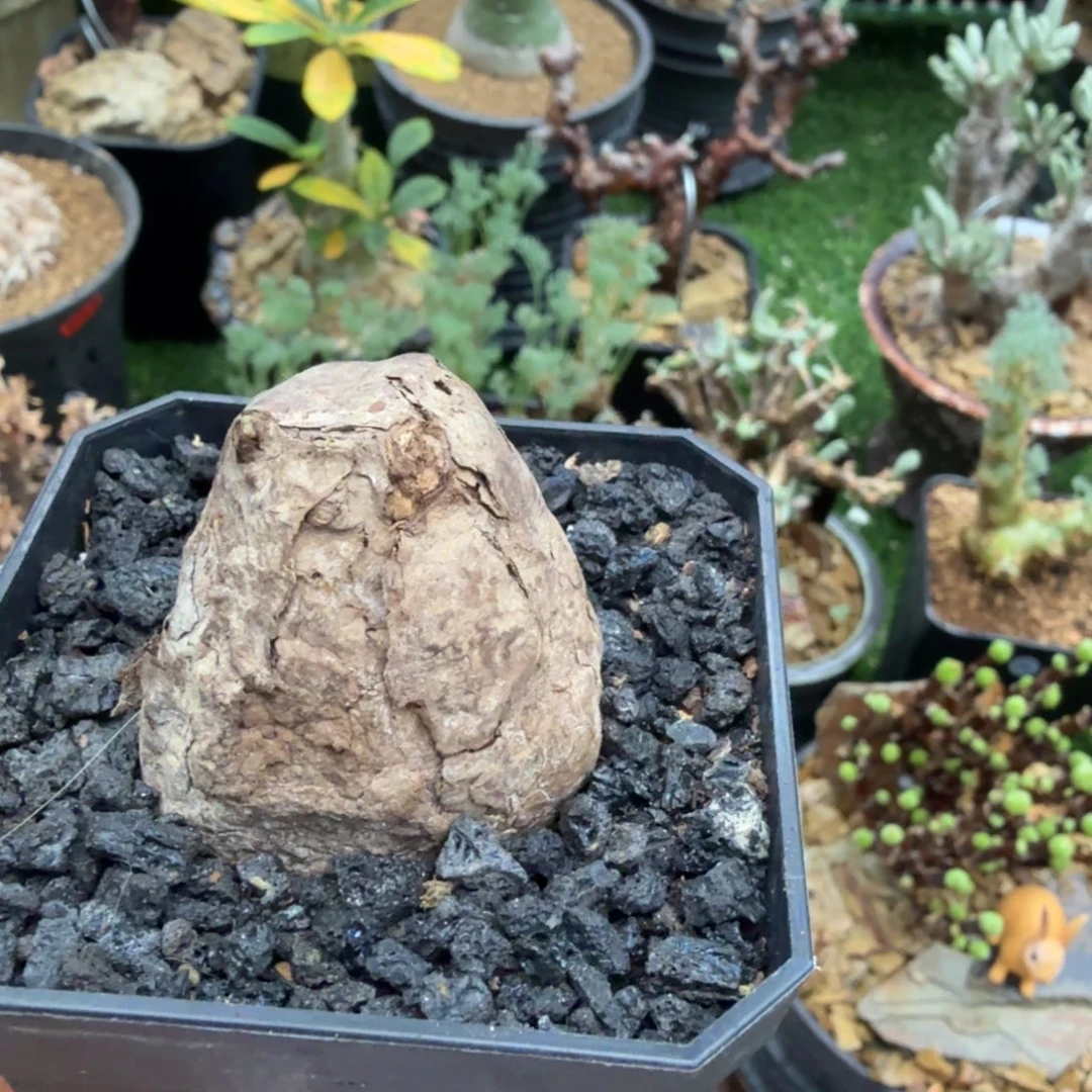 一叶龟006仙人掌球