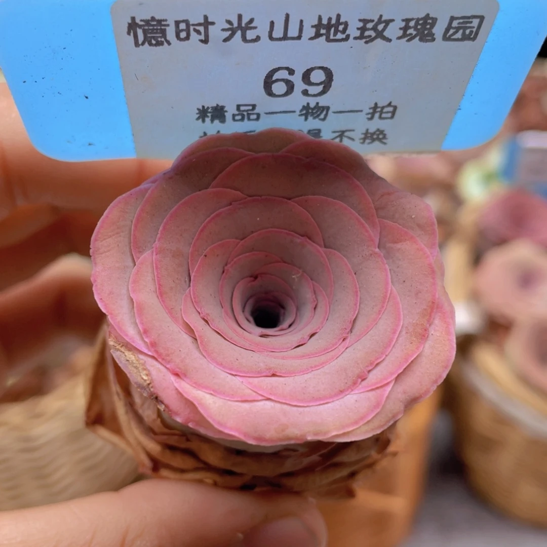山地玫瑰69裸根发货不售后