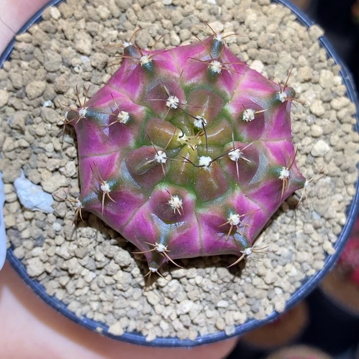 龟甲粉轮回 米哈仙人球