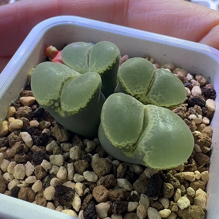 39号四头风铃一物一拍