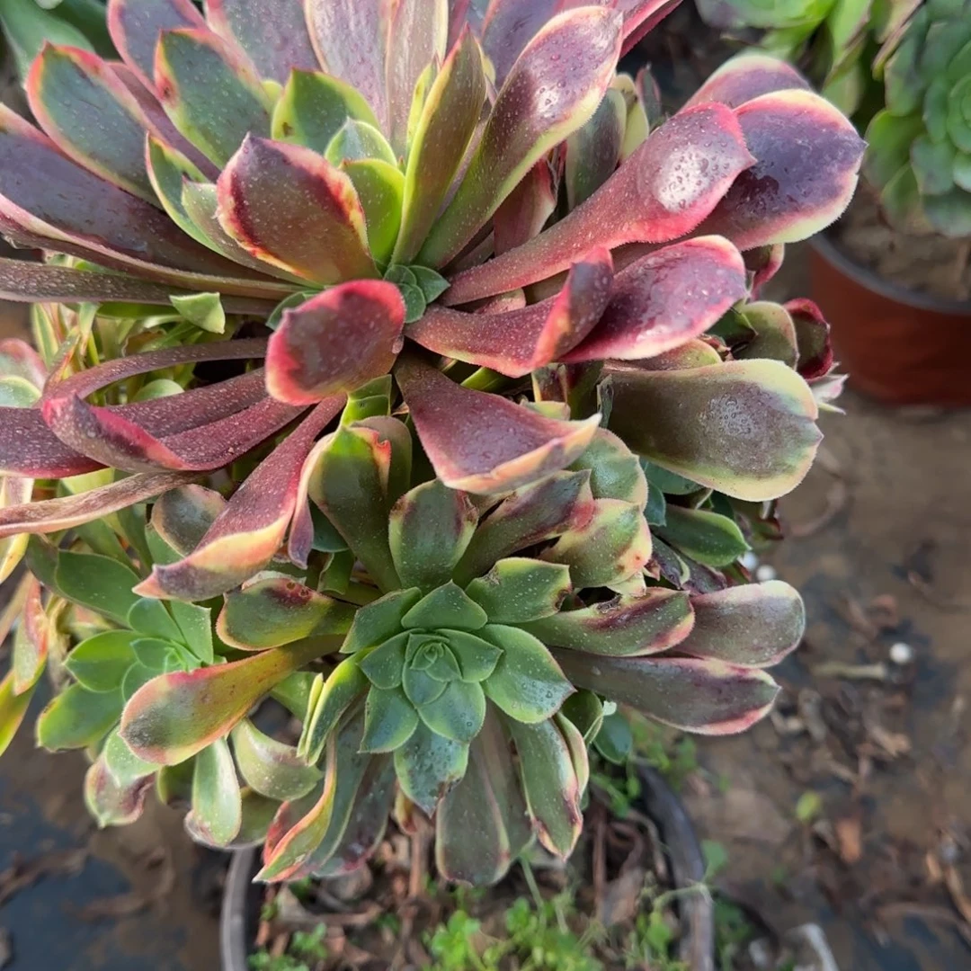 欧佳丽339满20包邮断枝不包