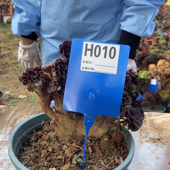 用***5H010欧子缀化老桩