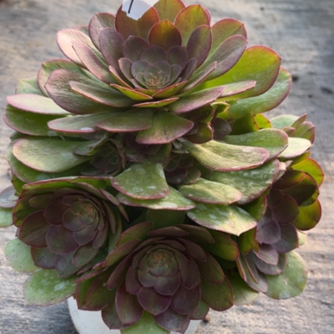 【闪购商品】7莎啦碗多肉法师