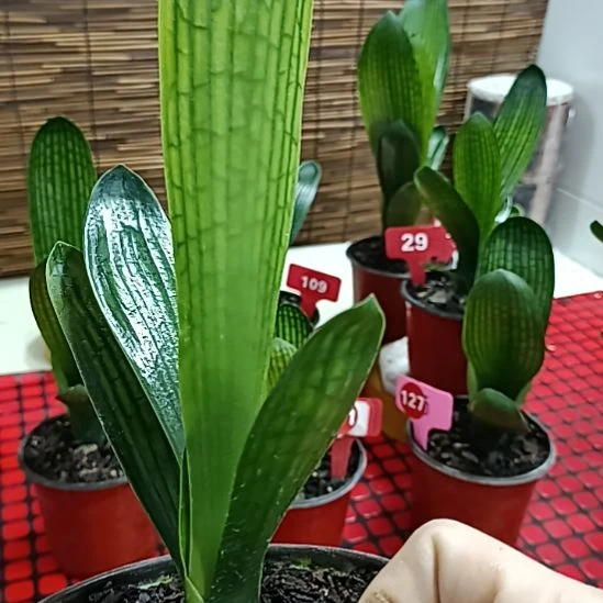 无花朵微瑕花花花花花花花