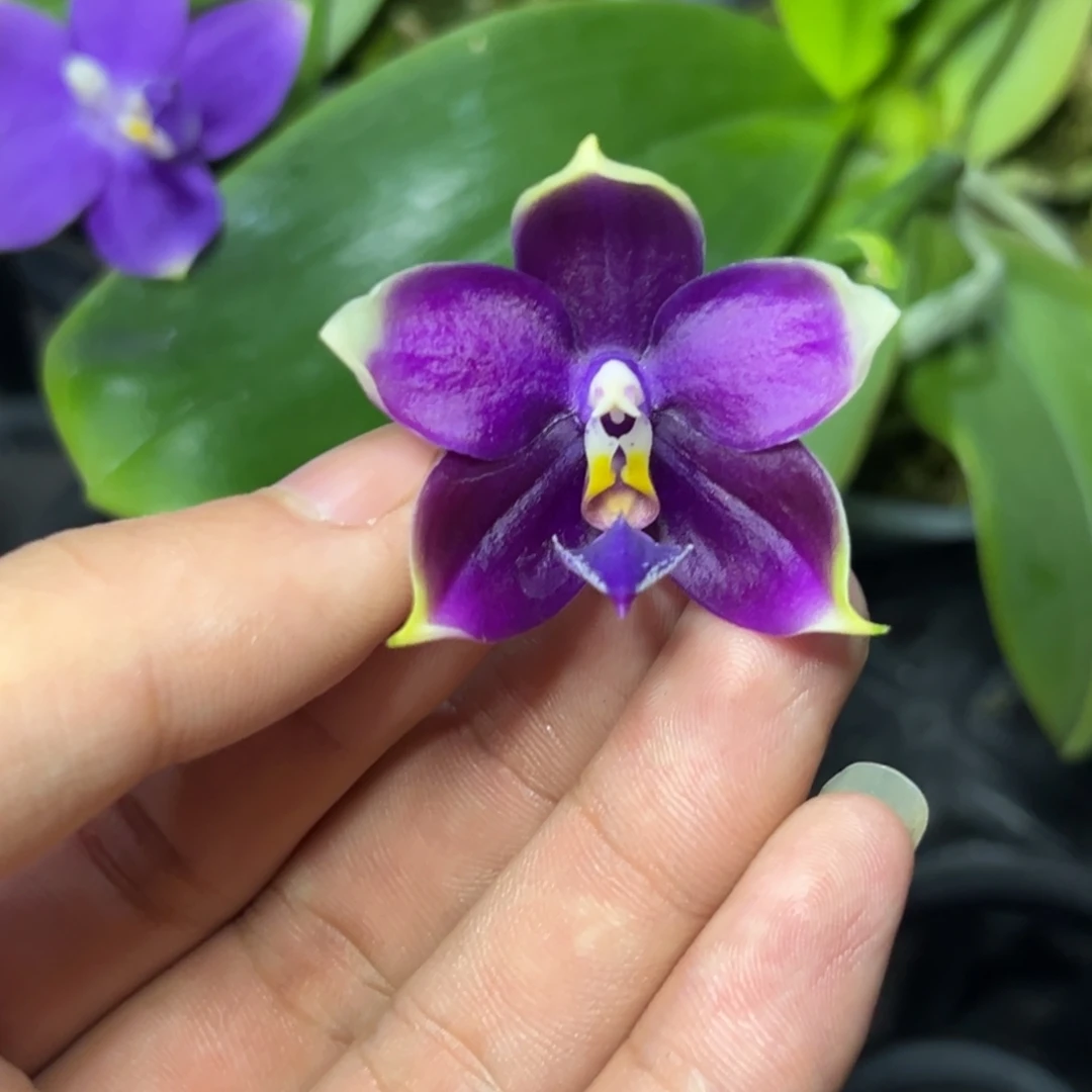 完全开放l072三寸柳林3635