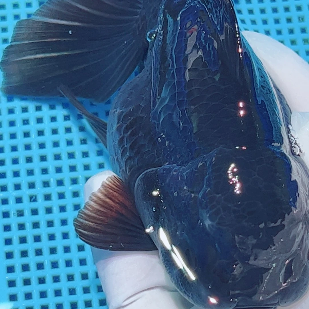 狮头鱼直播间一物一拍35