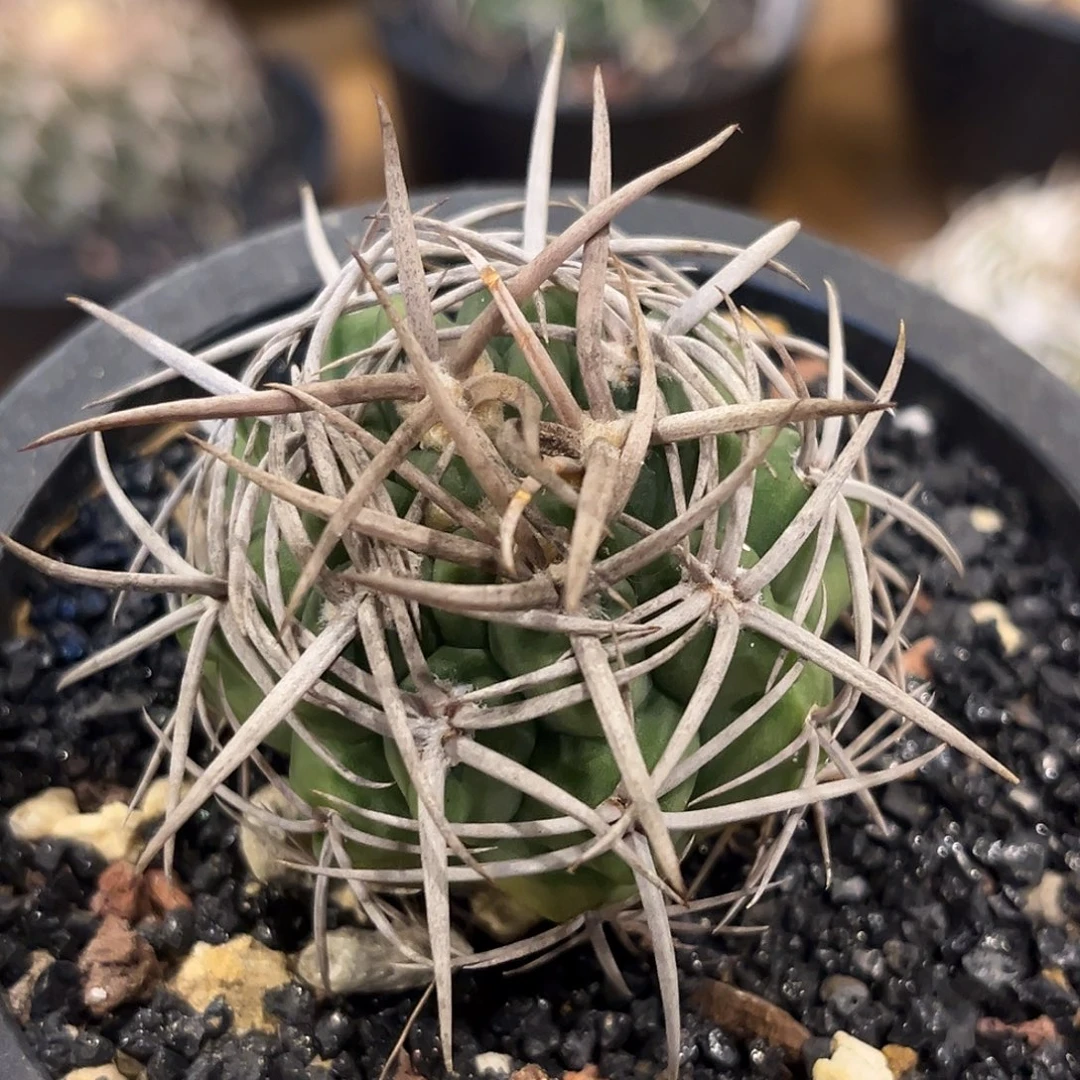 潮流植物 碧岩玉