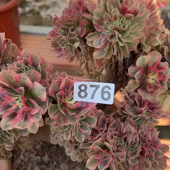 一****多肉植物一个女巫876