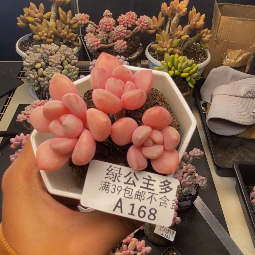 168粉桃花多肉6c m