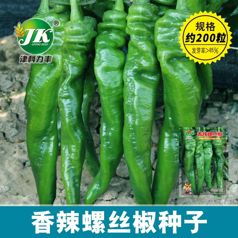 【全店满5包包邮】香辣螺丝椒种子皱皮辣椒种子春季菜园蔬菜种籽