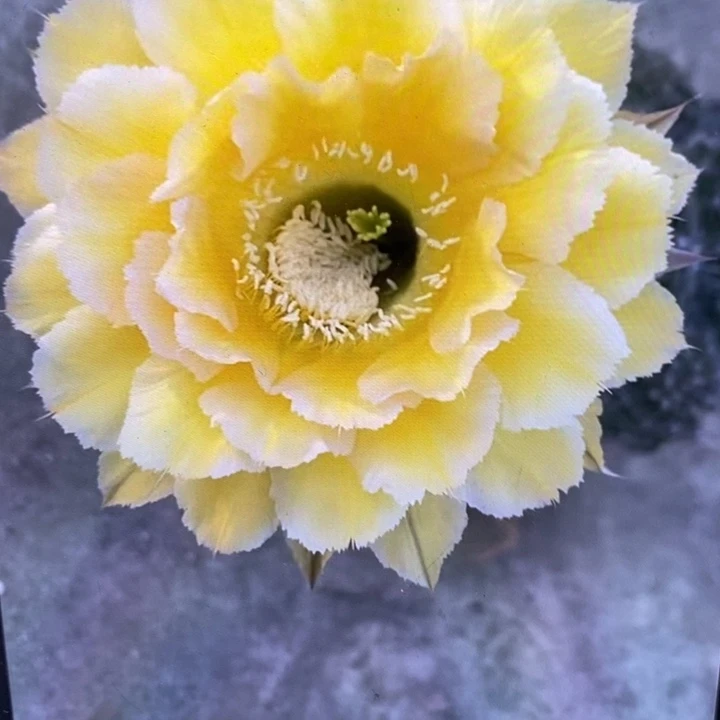 彩草新黄白侧芽5公分左右