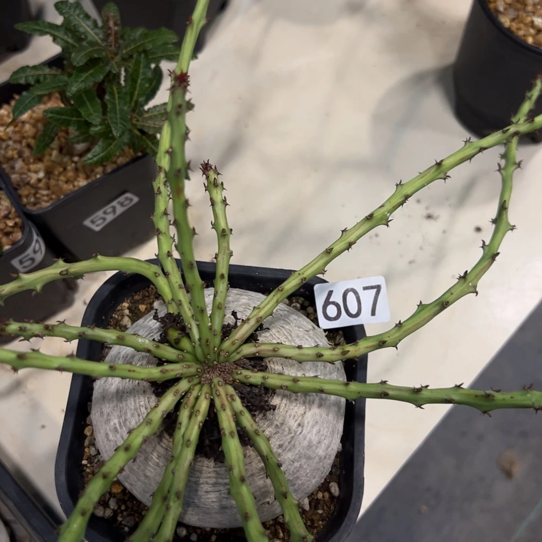 *****607蓬莱岛带盆发货