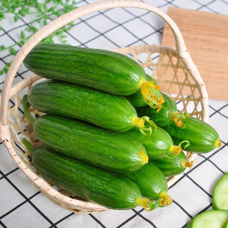 （开播福利）寿光无刺小黄瓜清脆爽口爽口辅食代餐首选产地直发包邮