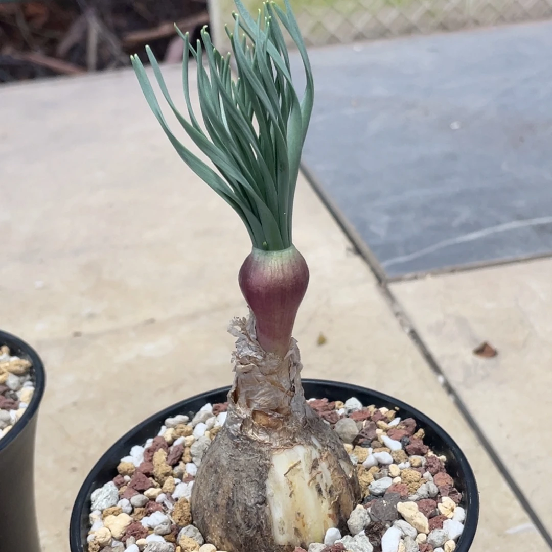 定养gn 弹簧草4:3公分