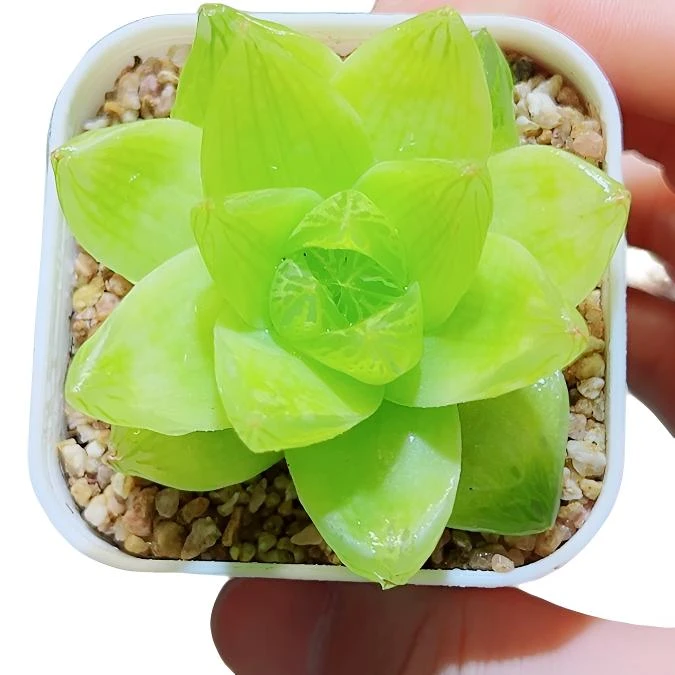 黄金凝脂菊  好养多肉  十二卷多肉【满16包邮】