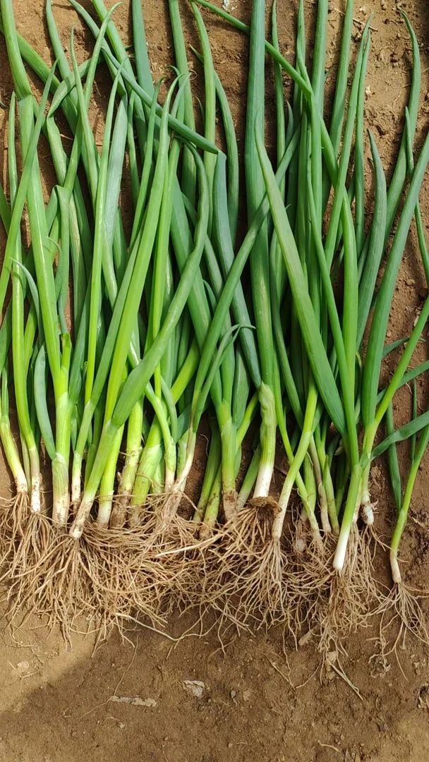 庄河本地大棚小葱 4斤 顺丰发货 只卖辽宁省内