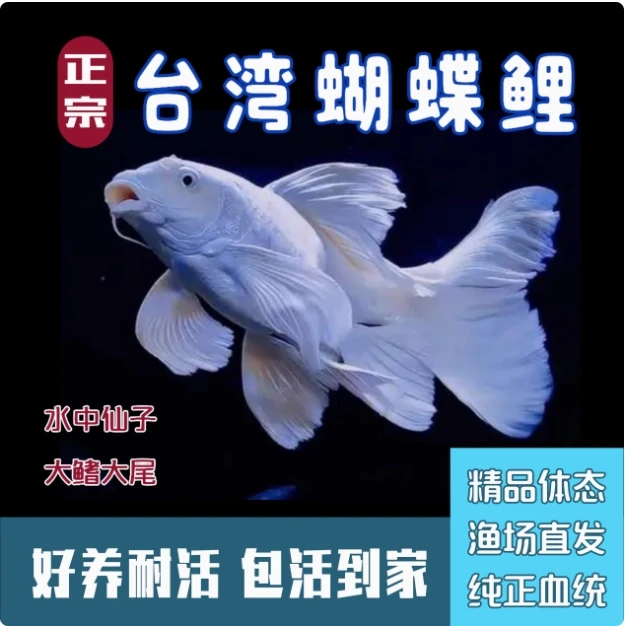 1-50号 包邮包损 对号下单对号发货 乱拍发饲料