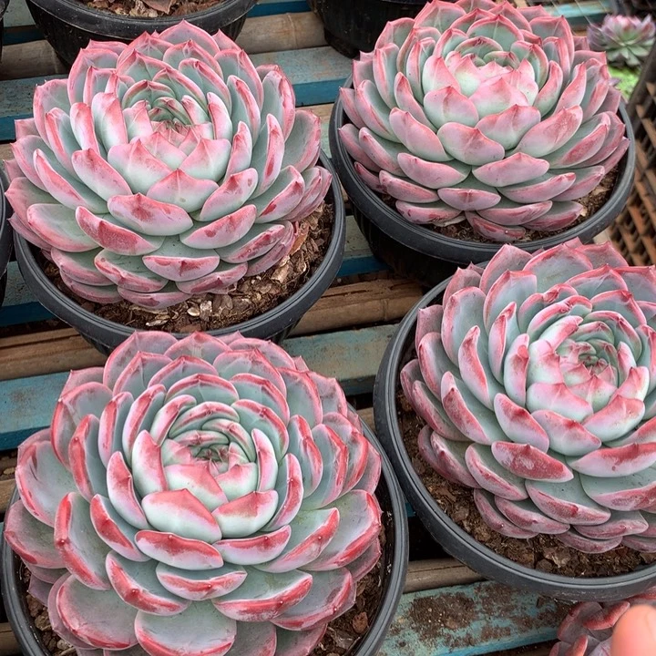 超大母本红鸾39.99多肉植物
