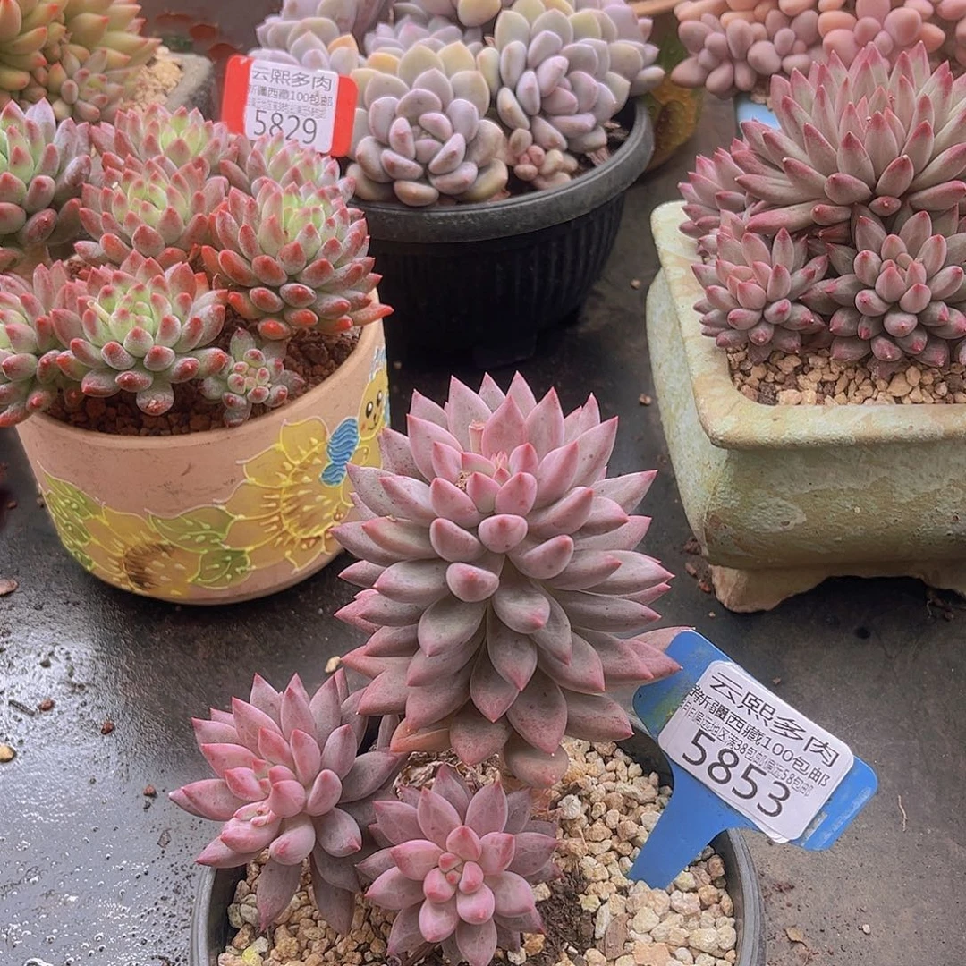 5853羽毛虞多肉植物